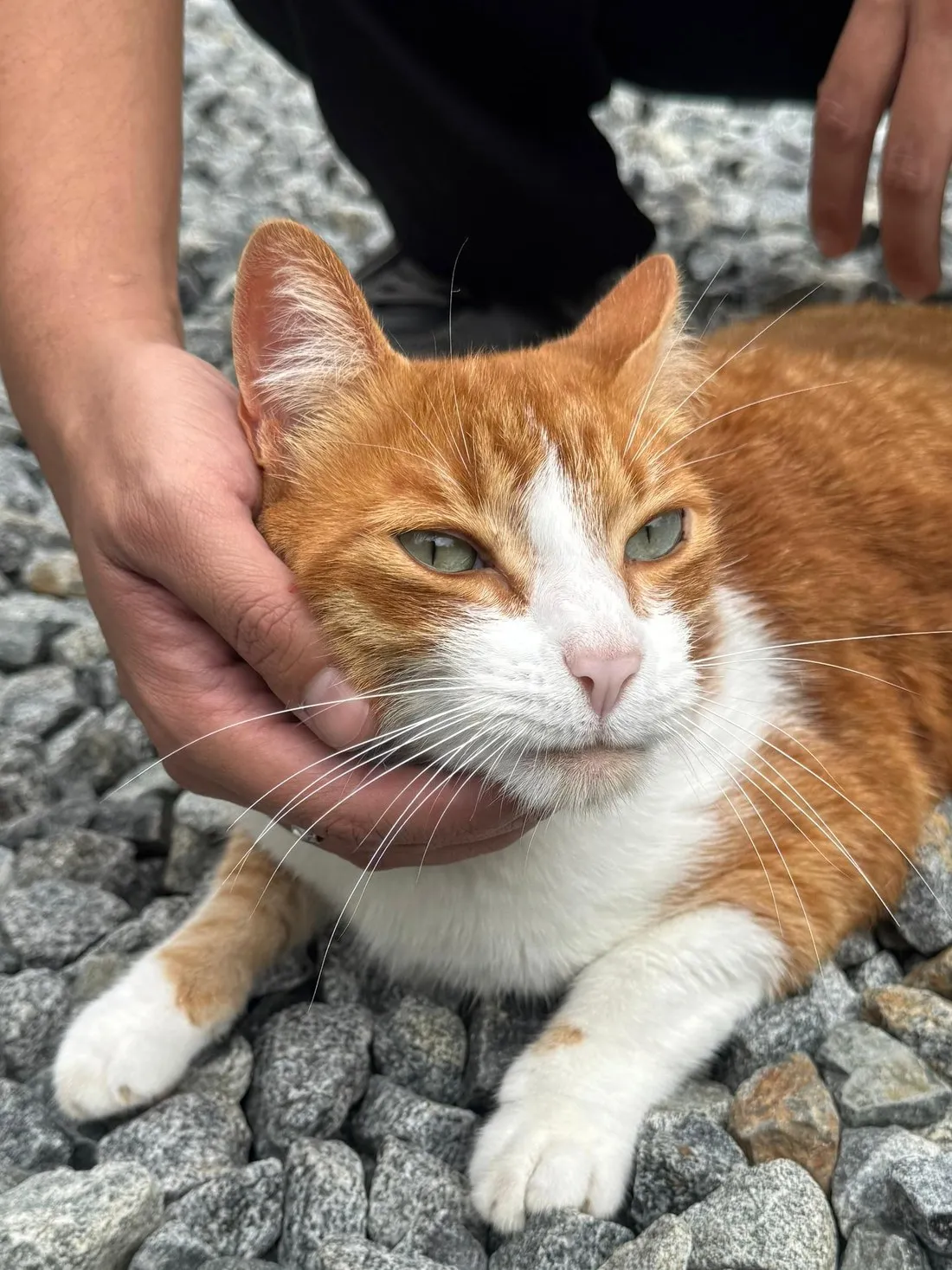 Manejo de la cabeza de un paciente felino durante la exploración