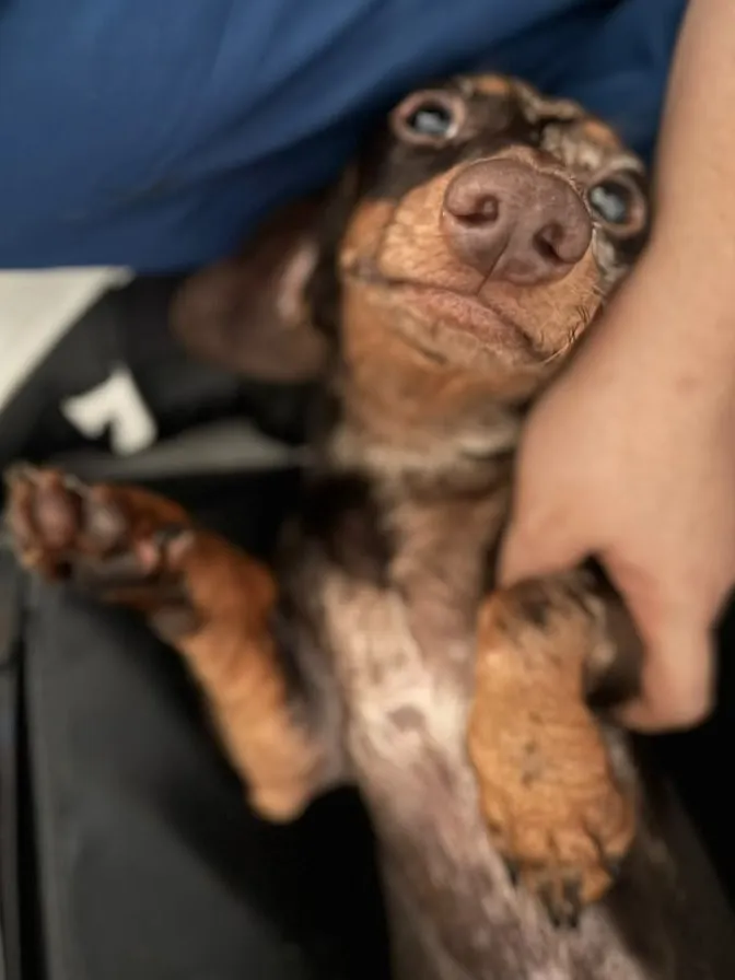 Exploración del área ventral de un paciente canino en decúbito dorsal