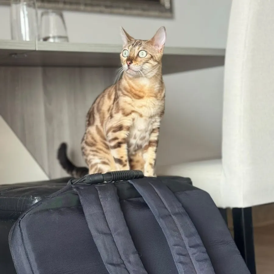 Paciente felino bengalí sentado