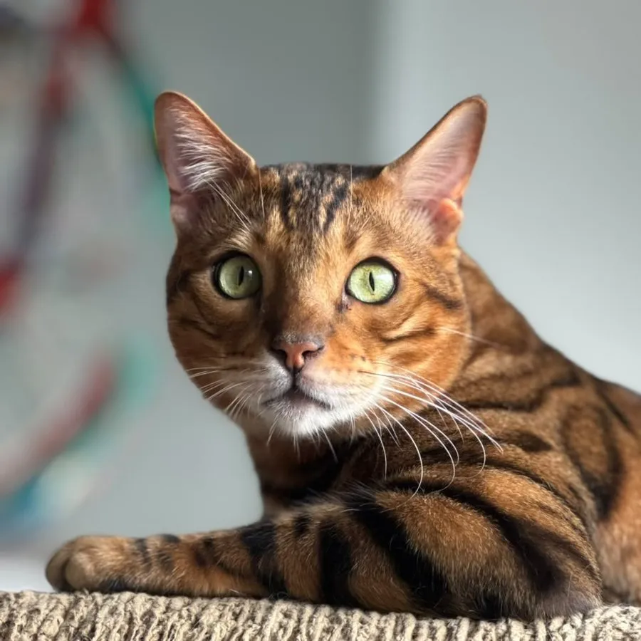 Paciente felino de raza bengalí