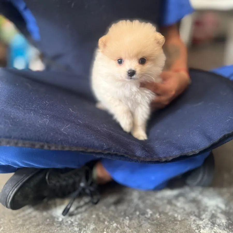 Cachorro pomerania en consulta