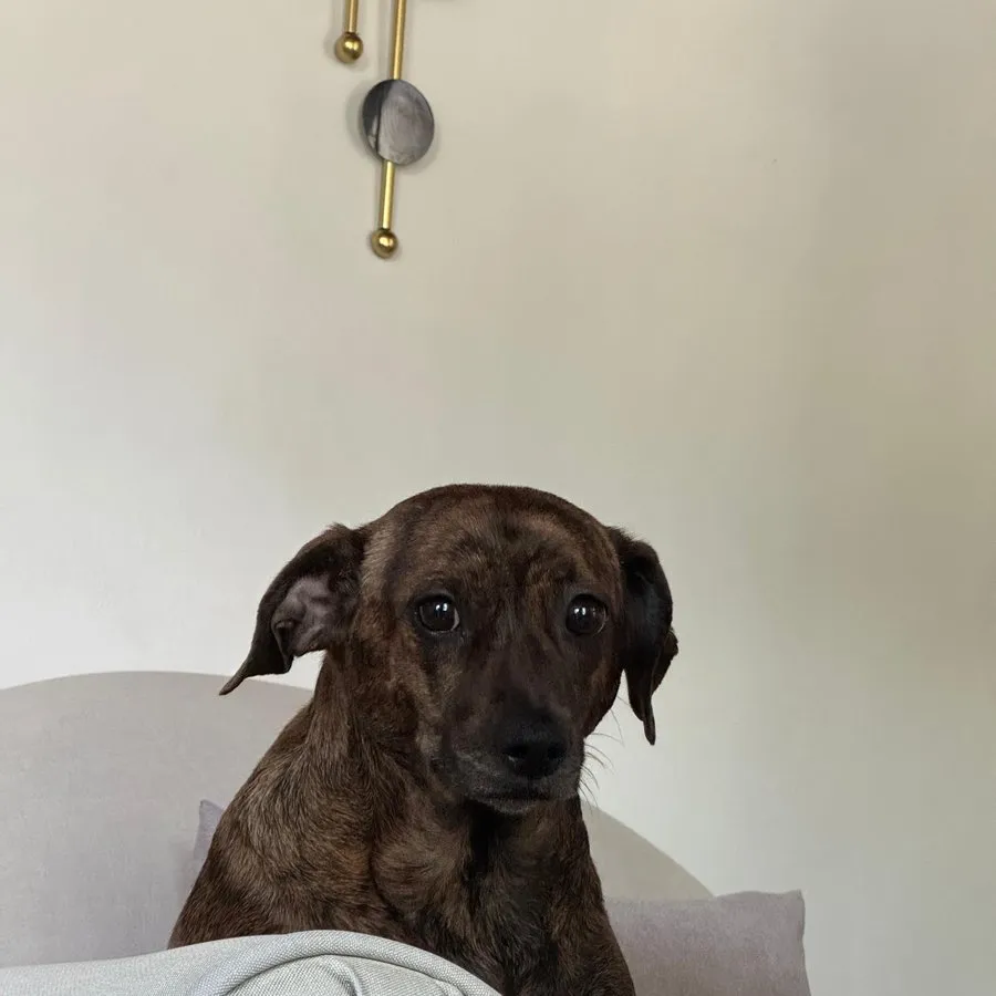 Paciente canino cachorro de pelaje atigrado