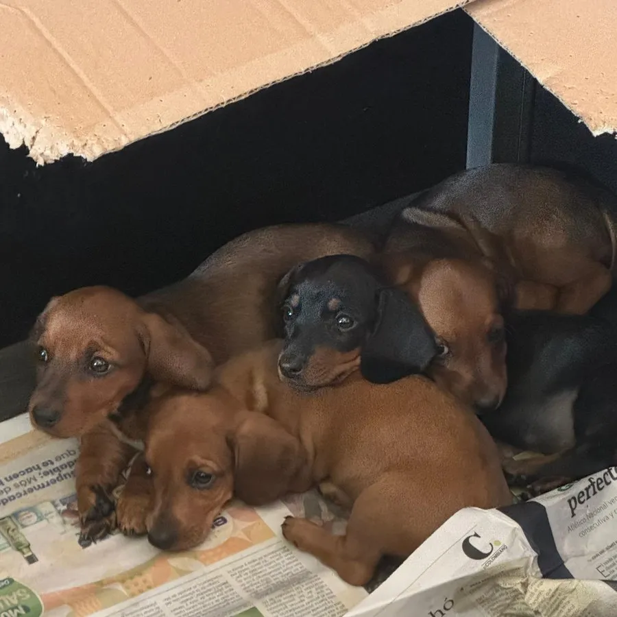 Camada de cachorros dachshund