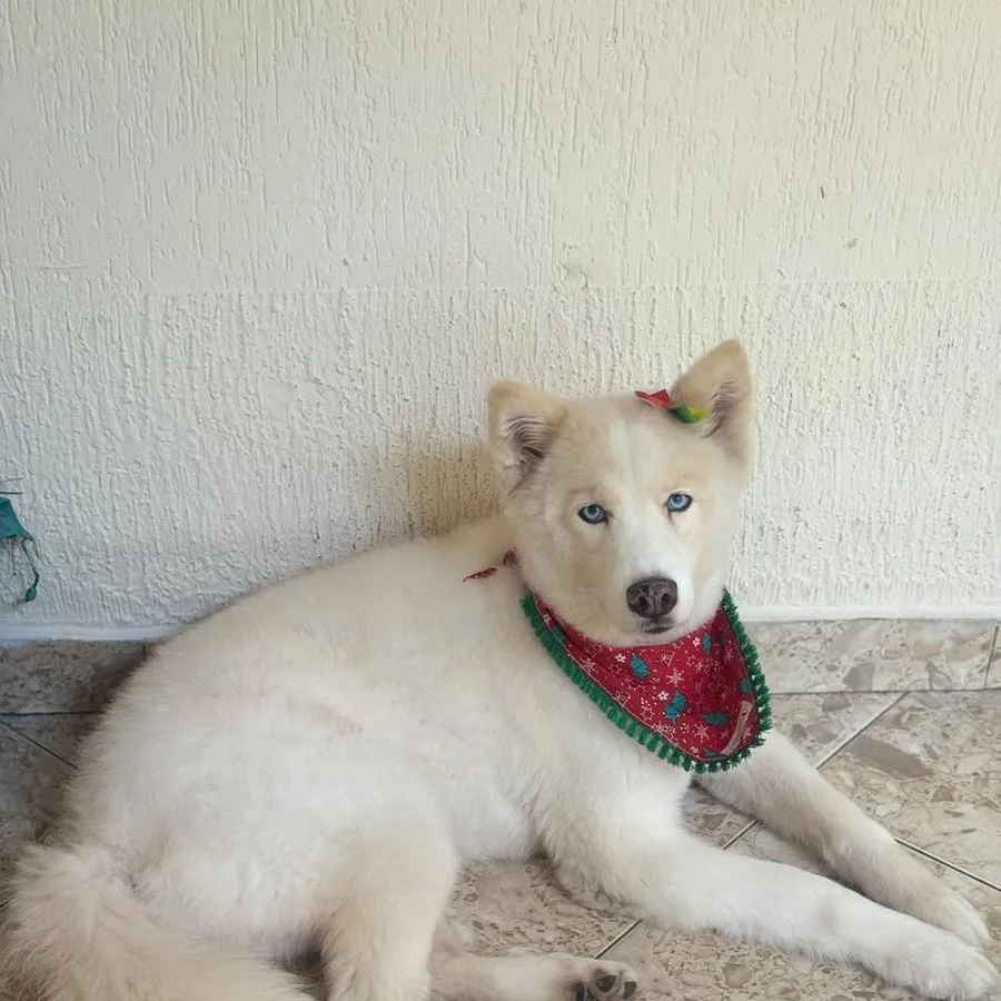 Paciente canino de pelaje blanco