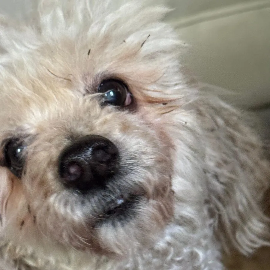 Primer plano de paciente canino de pelo rizado claro