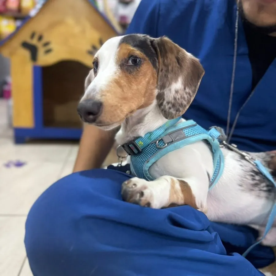 Cachorro dachshund arlequín en brazos