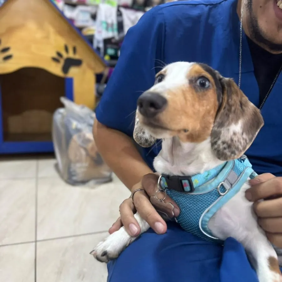 Cachorro dachshund arlequín en consulta