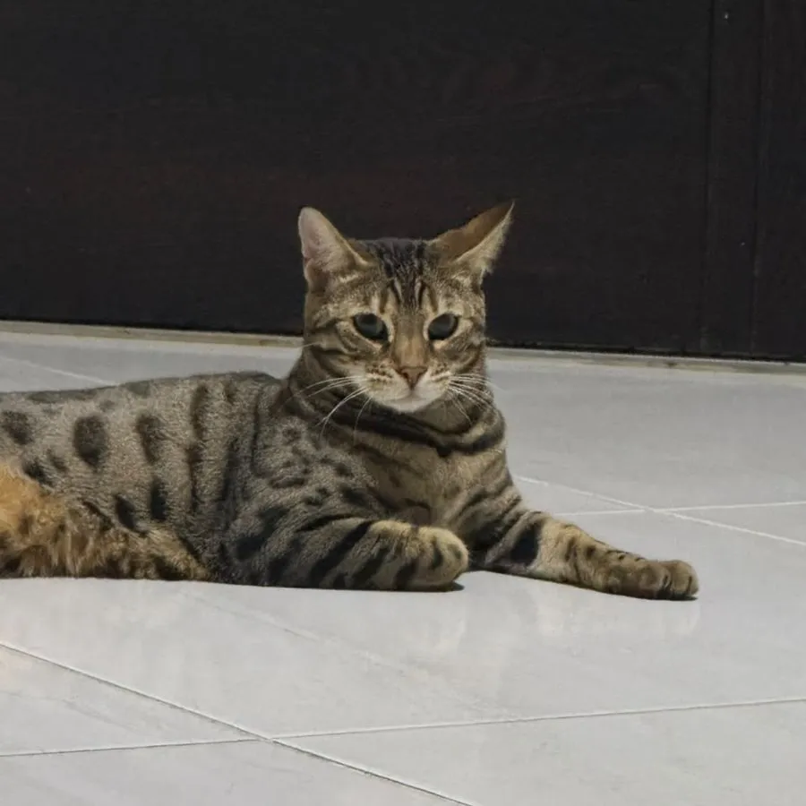Paciente felino atigrado en casa