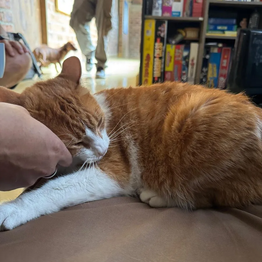 Paciente felino naranja y blanco descansando