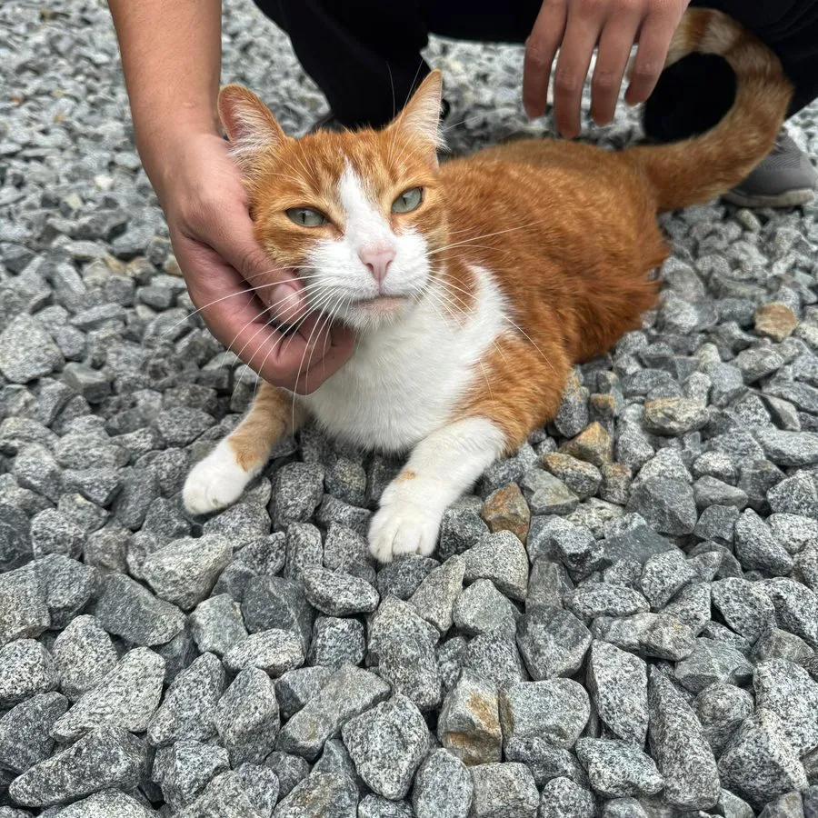 Paciente felino naranja y blanco recibiendo caricias