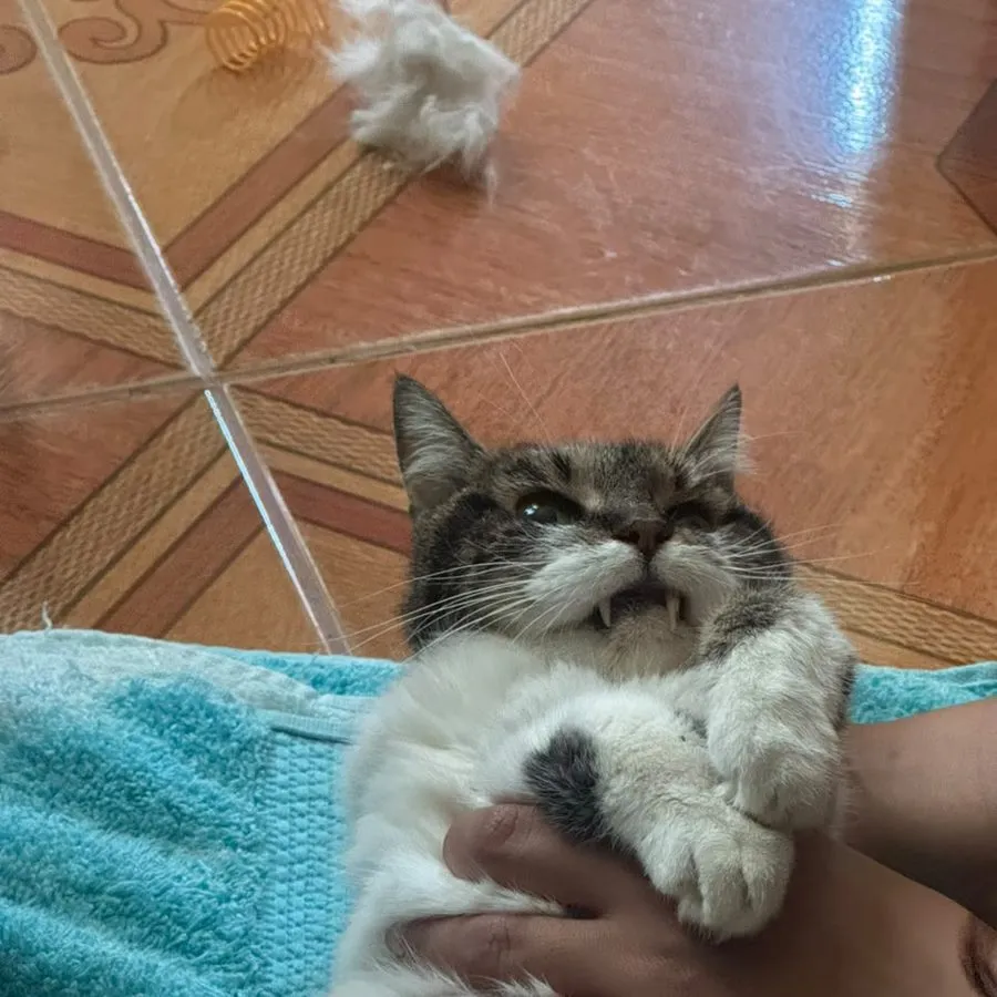 Paciente felino sostenido en brazos durante la valoración