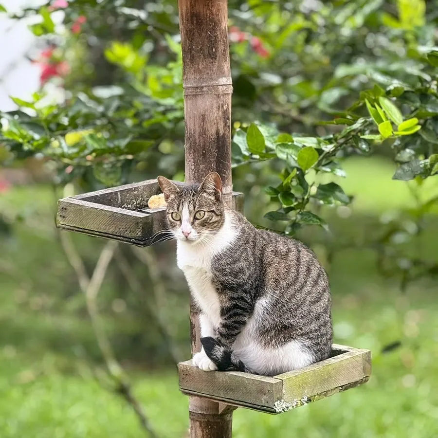 Paciente felino atigrado en el jardín