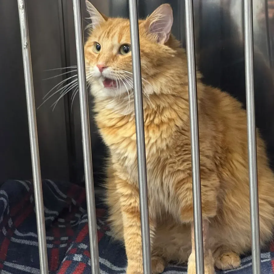 Paciente felino naranja de pelo largo en la clínica