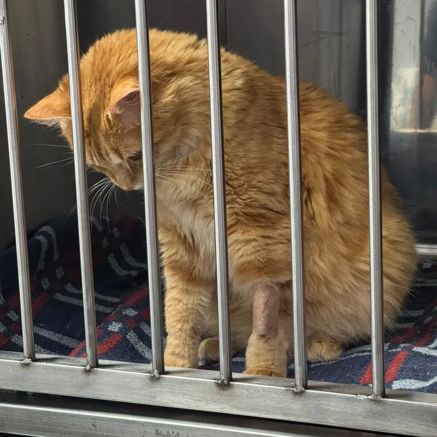 Paciente felino naranja de pelo largo, de perfil