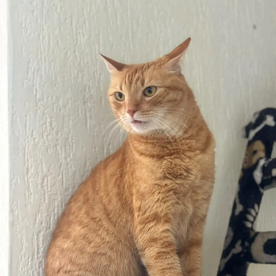 Paciente felino naranja sentado
