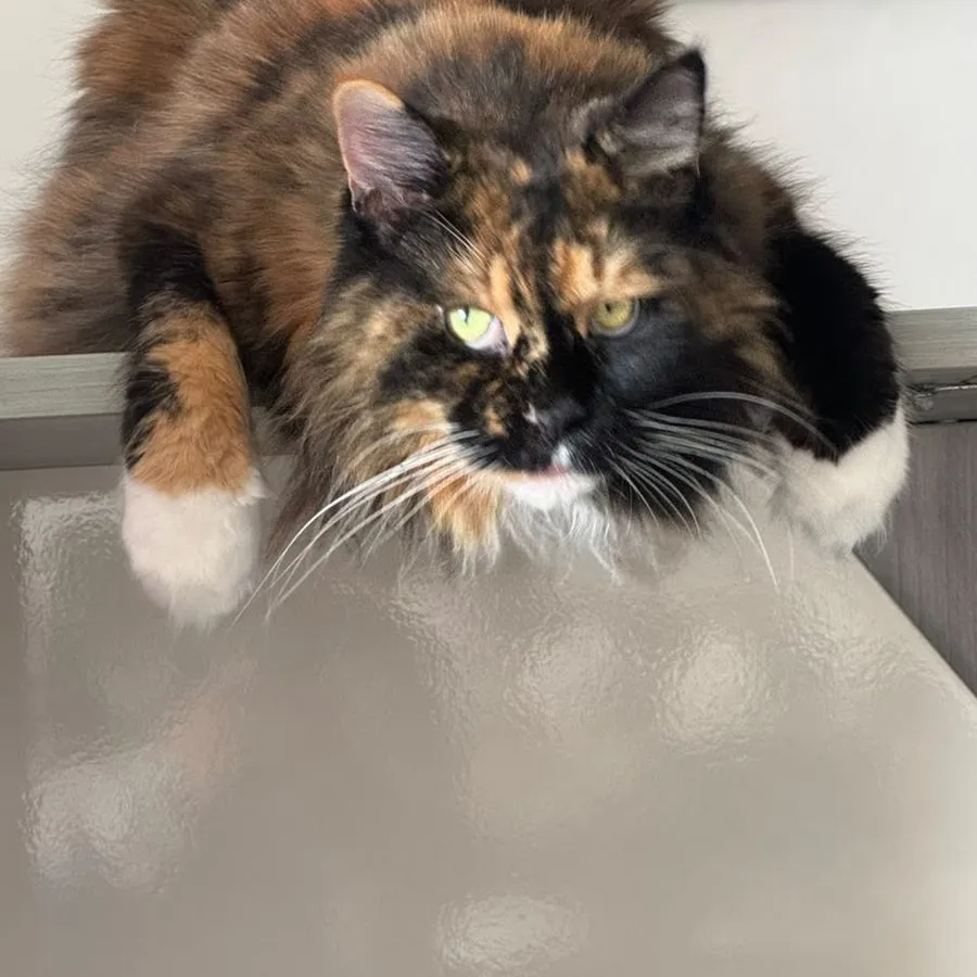Paciente felino tricolor de pelo largo en reposo