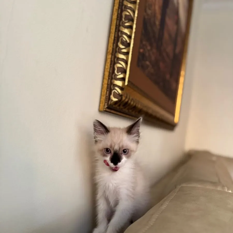 Gatito de patrón colorpoint maullando