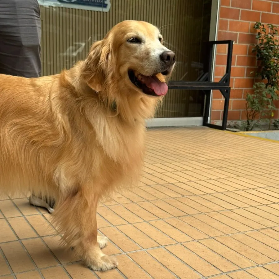 Paciente canino adulto de pelaje dorado