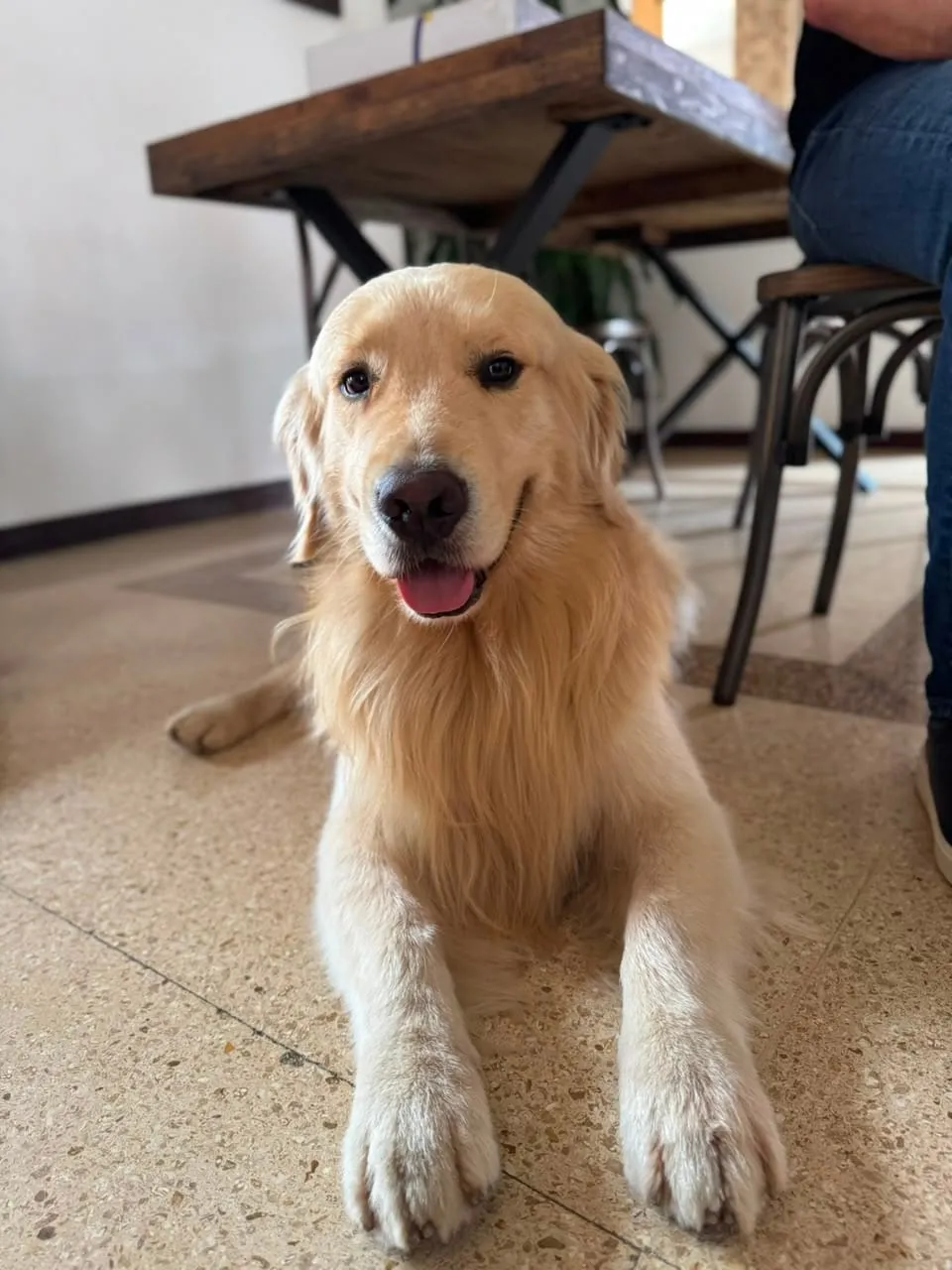 Paciente canino golden retriever en decúbito esternal en la clínica