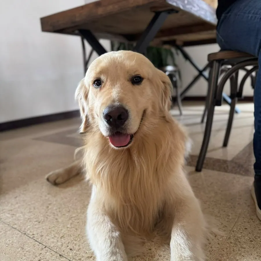 Paciente canino de raza golden retriever